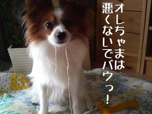2008070511110000.jpg