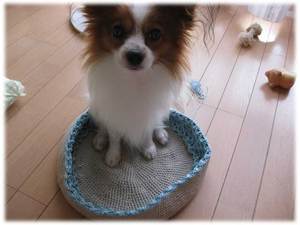 bagdog.jpg